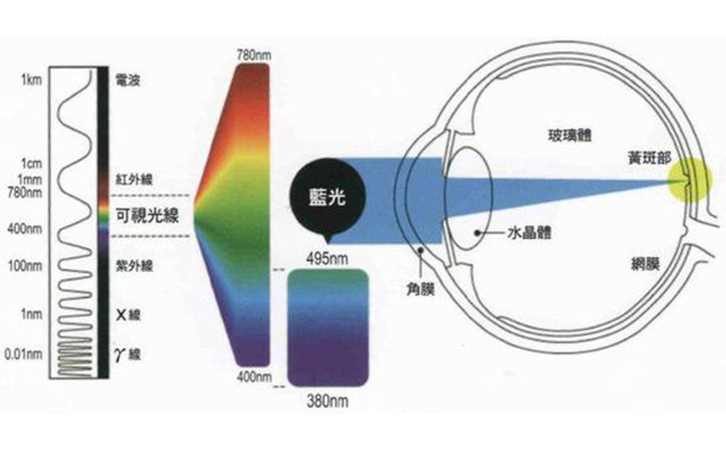 藍(lán)光對(duì)眼部結(jié)構(gòu)的影響